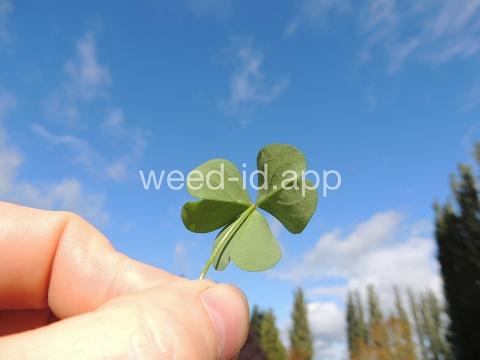woodsorrel, creeping
